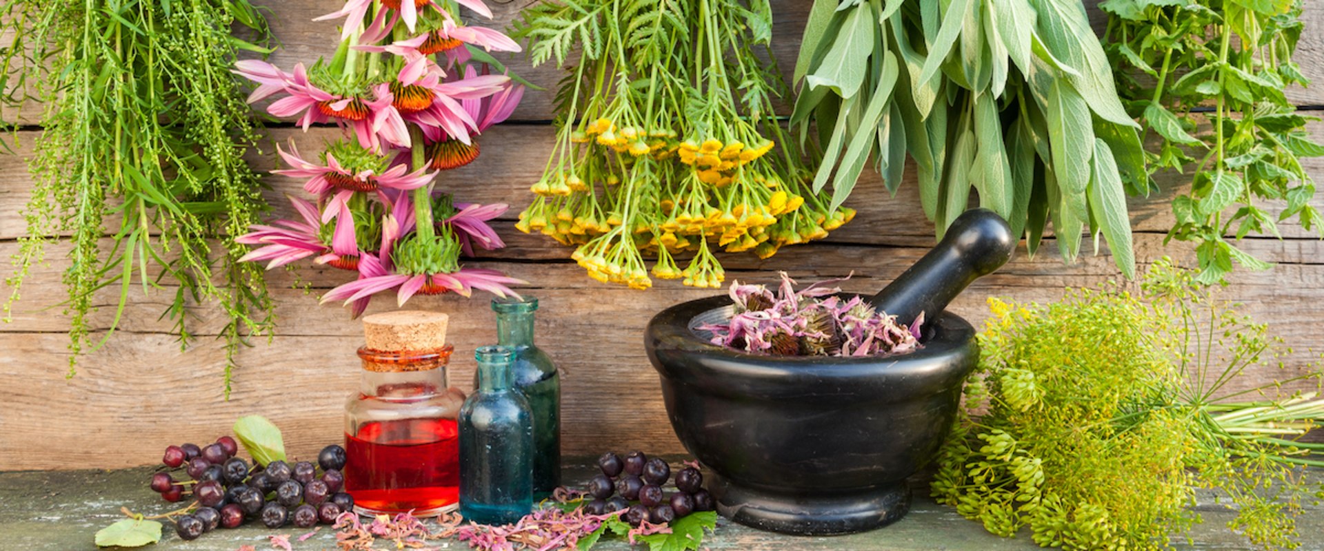 Healing Herbs and Plants: A Comprehensive Guide